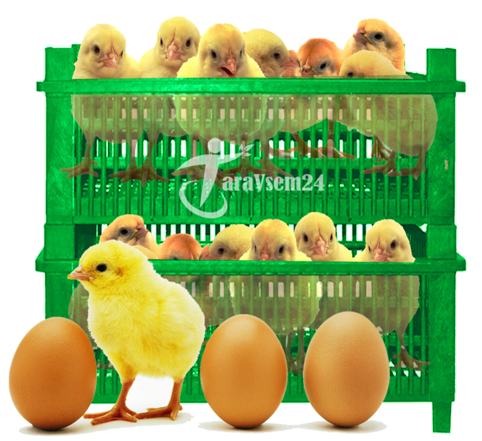 Ящики для перевозки цыплят и яиц